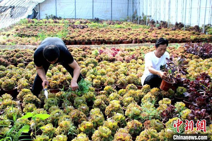工作人員在基地種植棚內(nèi)鋤草。　周永 攝